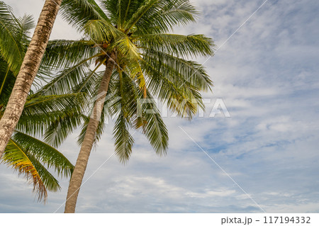 Bottom view of tropical palm trees leaves in blue sky background Natural exotic photo frame Leaves on the branches of coconut palm trees against the blue sky in sunny summer day Phuket island Thailand Bottom view of tropical palm trees leaves in blue sky background Natural exotic photo frame Leaves on the branches of coconut palm trees against the blue sky in sunny summer day Phuket island Thailand 117194332