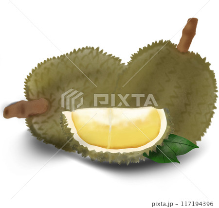 durian fruit on white background 117194396