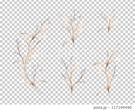 Set of light round violet flowers. Watercolor hand painting illustration on isolated background. Clipart of flowers with herbs and dried branches. Botanical floral autumn composition pastel color. Set of light round violet flowers. Watercolor hand painting illustration on isolated background. Clipart of flowers with herbs and dried branches. Botanical floral autumn composition pastel color. 117194490