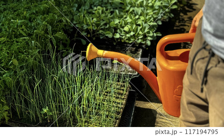 watering can in garden 117194795