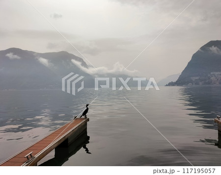 湖畔の水鳥、スイス、ルガノ湖の風景 117195057