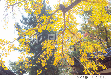 【日本】千葉県の船橋大神宮の黄色く紅葉した銀杏の枝葉 【日本】千葉県の船橋大神宮の黄色く紅葉した銀杏の枝葉 117195188