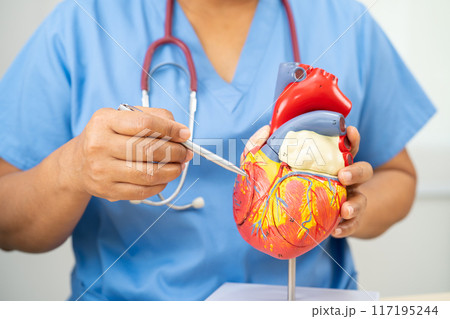 Cardiovascular disease CVD, Asian doctor holding human anatomy model for learn and treat heart disease. 117195244