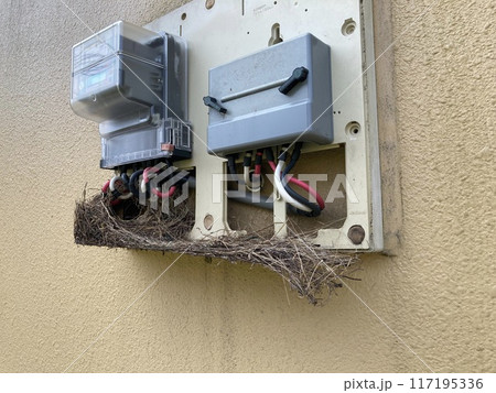 電気メーターに作られた鳥の巣　 117195336