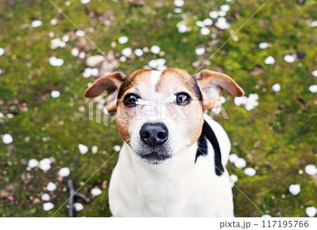 Adorable jack russell terrier dog looking at camera with cherry flower on nose and sitting in grass with white petals. Spring is coming concept Adorable jack russell terrier dog looking at camera with cherry flower on nose and sitting in grass with white petals. Spring is coming concept 117195766