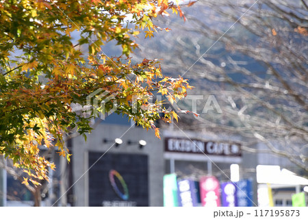 芦の湖畔の紅葉 芦の湖畔の紅葉 117195873