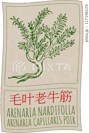 Vector drawing ARENARIA NARDIFOLIA in Chinese. Hand drawn illustration. Latin name is ARENARIA CAPILLARIS POIR Vector drawing ARENARIA NARDIFOLIA in Chinese. Hand drawn illustration. Latin name is ARENARIA CAPILLARIS POIR 117196229