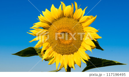 Sunflower flower and blue sky. Wide photo. 117196495