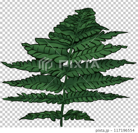 Leafy plant illustration Leafy plant illustration 117196554