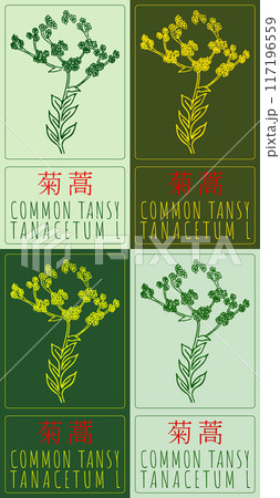 Set of vector drawing COMMON TANSY in Chinese in various colors. Hand drawn illustration. Latin name is TANACETUM L 117196559