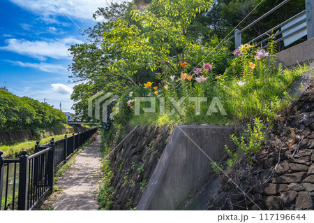掛川城の城下に咲き誇る色鮮やかな百合の風景(アスペクト比3:2・静岡県) 掛川城の城下に咲き誇る色鮮やかな百合の風景(アスペクト比3:2・静岡県) 117196644