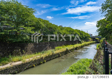 掛川城周辺の百合の咲いている風景(静岡県) 117196655