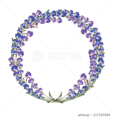 Lavender. A wreath of lavender. A round frame made of purple flowers. A hand-drawn watercolor illustration. Highlight it. An element of the design of packaging, postcards and labels. Lavender. A wreath of lavender. A round frame made of purple flowers. A hand-drawn watercolor illustration. Highlight it. An element of the design of packaging, postcards and labels. 117197804