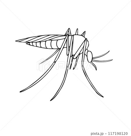 Vector hand drawn doodle sketch outline mosquito Vector hand drawn doodle sketch outline mosquito 117198120