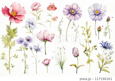 wildflowers illustration in watercolo 117198161