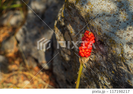 An amazingly beautiful bright red flower of Chokeberry blooming next to a stone overgrown with yellow lichen. Flora of mountainous places. Poisonous and at the same time incredibly beautiful plants 117198217