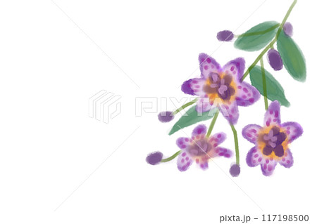 杜鵑草(ホトトギス)の花のカード2 杜鵑草(ホトトギス)の花のカード2 117198500