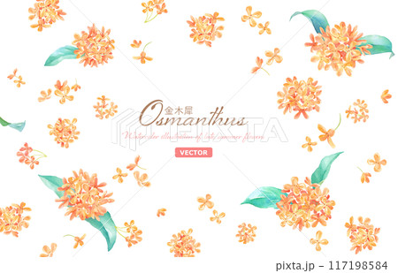 キンモクセイの花の水彩イラスト。装飾フレーム。香りのイメージ。（ベクター） 117198584