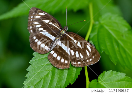 コミスジ 117198687