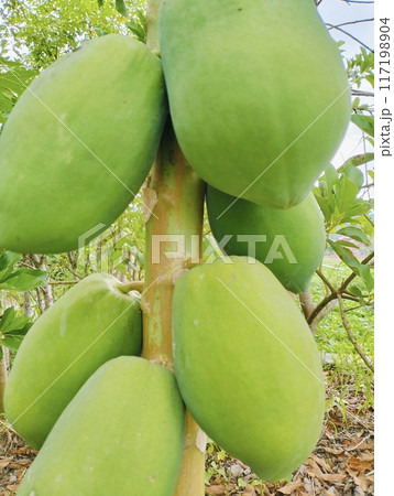 Green Papayas on Tree in a Tropical Garden.Close-up of unripe green papayas growing on a tree in a lush tropical garden. The vibrant green fruits are still maturing, hanging closely together on tree Green Papayas on Tree in a Tropical Garden.Close-up of unripe green papayas growing on a tree in a lush tropical garden. The vibrant green fruits are still maturing, hanging closely together on tree 117198904
