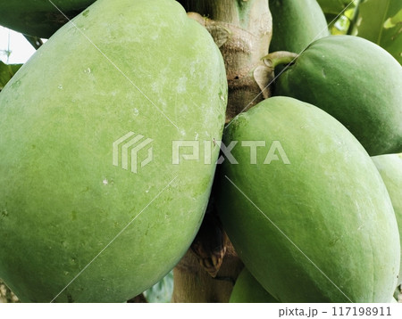 Green Papayas on Tree in a Tropical Garden.Close-up of unripe green papayas growing on a tree in a lush tropical garden. The vibrant green fruits are still maturing, hanging closely together on tree 117198911