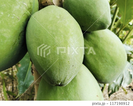 Green Papayas on Tree in a Tropical Garden.Close-up of unripe green papayas growing on a tree in a lush tropical garden. The vibrant green fruits are still maturing, hanging closely together on tree Green Papayas on Tree in a Tropical Garden.Close-up of unripe green papayas growing on a tree in a lush tropical garden. The vibrant green fruits are still maturing, hanging closely together on tree 117198912