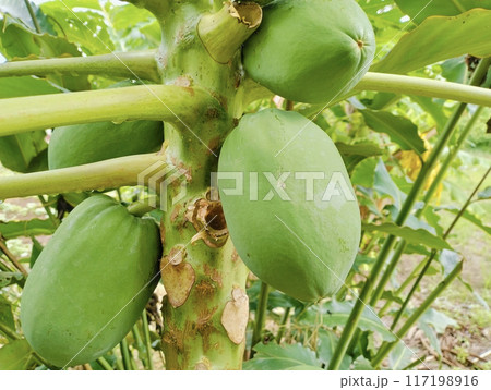 Green Papayas on Tree in a Tropical Garden.Close-up of unripe green papayas growing on a tree in a lush tropical garden. The vibrant green fruits are still maturing, hanging closely together on tree Green Papayas on Tree in a Tropical Garden.Close-up of unripe green papayas growing on a tree in a lush tropical garden. The vibrant green fruits are still maturing, hanging closely together on tree 117198916