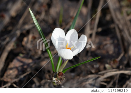 Spring white flowers Crocus Jeanne d'Arc macro. Beautiful petals and stamens close-up. Spring white flowers Crocus Jeanne d'Arc macro. Beautiful petals and stamens close-up. 117199219