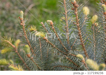 Spruce branches on a green background. The blue spruce, green spruce, white spruce. Picea Abies 117199236