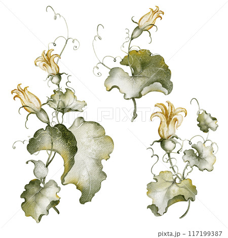 Watercolor botanical illustration of gourds and vines. Delicate yellow blossoms and lush green foliage create a vintage-inspired autumnal scene. Perfect for home decor and seasonal designs. Watercolor botanical illustration of gourds and vines. Delicate yellow blossoms and lush green foliage create a vintage-inspired autumnal scene. Perfect for home decor and seasonal designs. 117199387