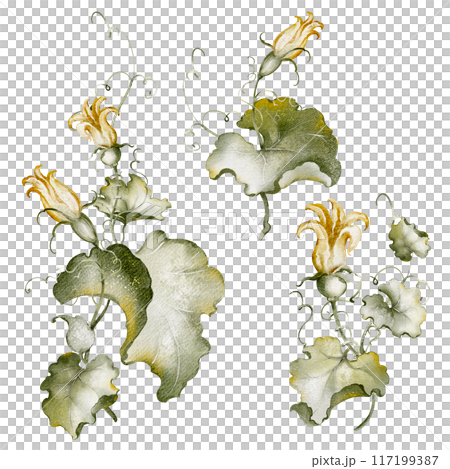 Watercolor botanical illustration of gourds and vines. Delicate yellow blossoms and lush green foliage create a vintage-inspired autumnal scene. Perfect for home decor and seasonal designs. Watercolor botanical illustration of gourds and vines. Delicate yellow blossoms and lush green foliage create a vintage-inspired autumnal scene. Perfect for home decor and seasonal designs. 117199387