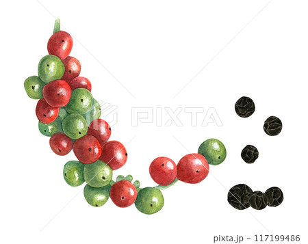 Bunch of allspice berries. Red, green and dried black peppers. Berry at different stages of ripening. Fresh and spice. Watercolor illustration. Elements for decor, cooking recipe, book or menu Bunch of allspice berries. Red, green and dried black peppers. Berry at different stages of ripening. Fresh and spice. Watercolor illustration. Elements for decor, cooking recipe, book or menu 117199486