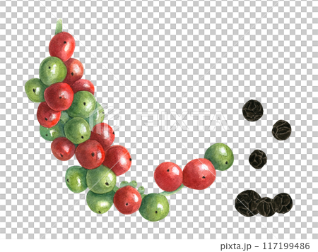 Bunch of allspice berries. Red, green and dried black peppers. Berry at different stages of ripening. Fresh and spice. Watercolor illustration. Elements for decor, cooking recipe, book or menu Bunch of allspice berries. Red, green and dried black peppers. Berry at different stages of ripening. Fresh and spice. Watercolor illustration. Elements for decor, cooking recipe, book or menu 117199486