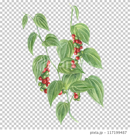 Peppercorn plants. Bunch of berries and green leaves. Black pepper at different stages of ripening. Multicolored peppercorns. Bouquet of spice foliage. Watercolor illustration for book, menu 117199487