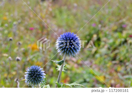 Flowers and nature in the city park during summer. Nature and flowers background. Colorful background 117200181