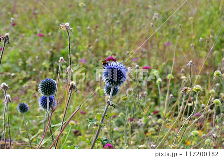 Flowers and nature in the city park during summer. Nature and flowers background. Colorful background Flowers and nature in the city park during summer. Nature and flowers background. Colorful background 117200182