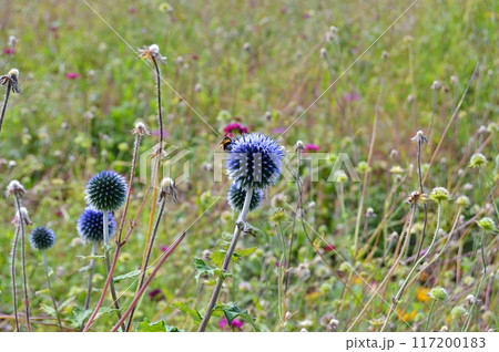 Flowers and nature in the city park during summer. Nature and flowers background. Colorful background Flowers and nature in the city park during summer. Nature and flowers background. Colorful background 117200183