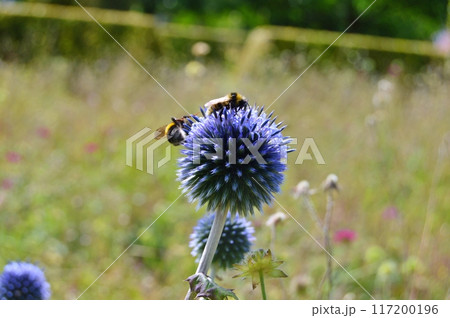 Flowers and nature in the city park during summer. Nature and flowers background. Colorful background 117200196