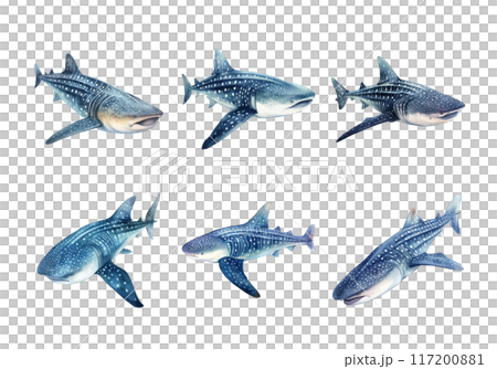 Whale Shark, Animal Illustration. Watercolor Style 117200881