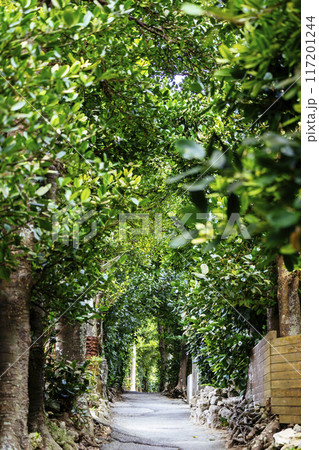 備瀬のフクギ並木 備瀬のフクギ並木 117201244