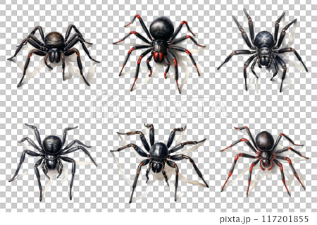 Six Black Spiders with Red Accents on a White Web Six Black Spiders with Red Accents on a White Web 117201855