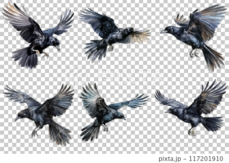 Six Black Ravens in Flight, Displaying Diverse Wing Positions Six Black Ravens in Flight, Displaying Diverse Wing Positions 117201910