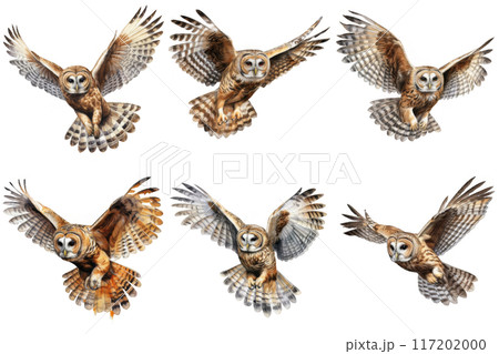 Seven Barred Owls in Flight, Wings Spread Wide 117202000