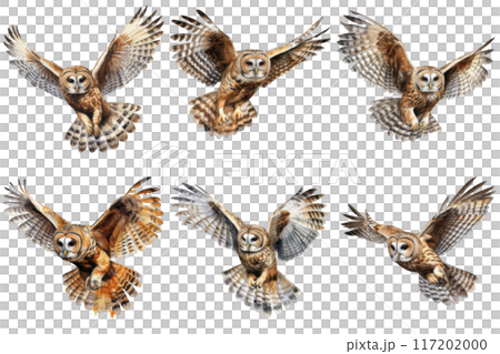 Seven Barred Owls in Flight, Wings Spread Wide 117202000