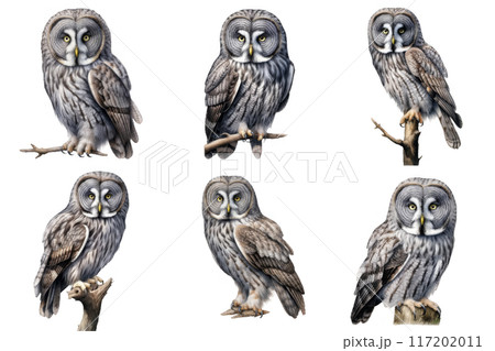 Six Great Gray Owls Perched on Branches 117202011