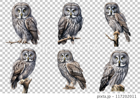 Six Great Gray Owls Perched on Branches 117202011