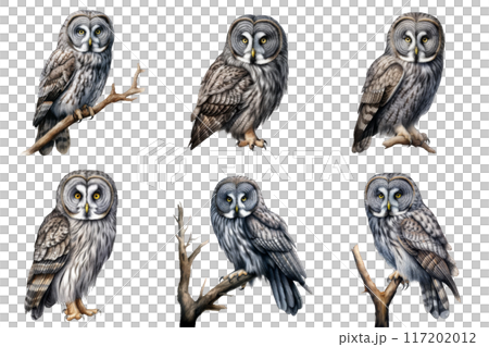 Six Gray Owls in Various Poses on Branches Six Gray Owls in Various Poses on Branches 117202012
