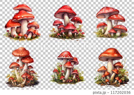 Six Clusters of Red and White Spotted Mushrooms in a Forest Setting 117202036