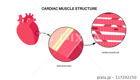 Cardiac muscle tissue Cardiac muscle tissue 117202250