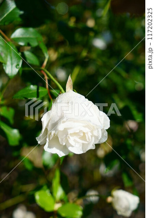 6968　薔薇　アイスバーグ 117202325